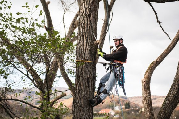 Élagage d'arbres en hauteur en limite de propriété à Sancoins 