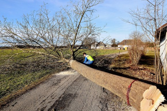 Abattage d'un arbre dangereux à Nevers