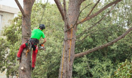 Dessouchage d'arbre par élagueur grimpeur à Urzy