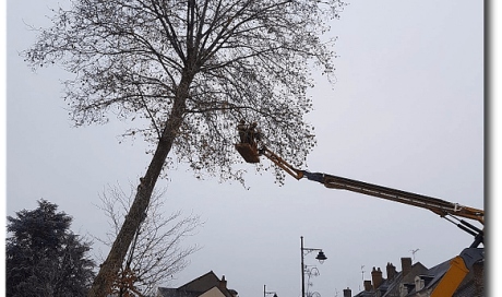 Uni'Vert Paysage Abattage d'un arbre de plus de 15 mètres Nevers
