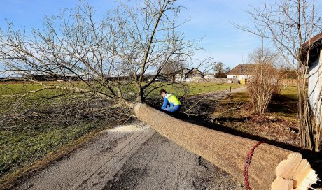 Abattage d'un arbre dangereux à Nevers