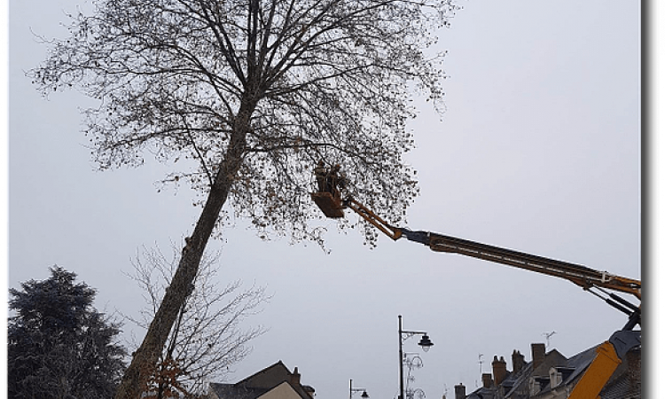 Uni'Vert Paysage Abattage d'un arbre de plus de 15 mètres Nevers